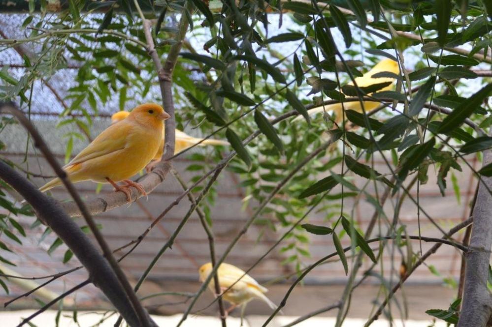 Paringa Caravan Park Renmark Eksteriør bilde